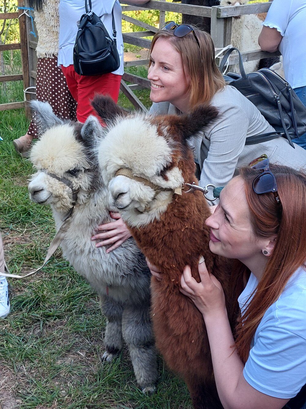 Trekking group with alpacas in winter