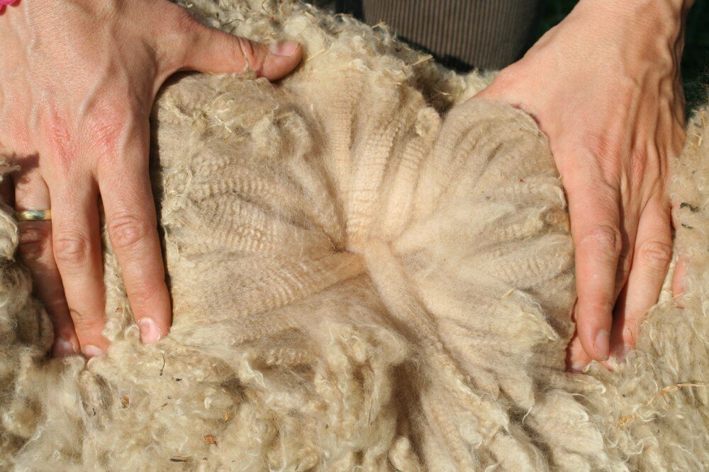Fleece from one of our alpacas, divided for assessment