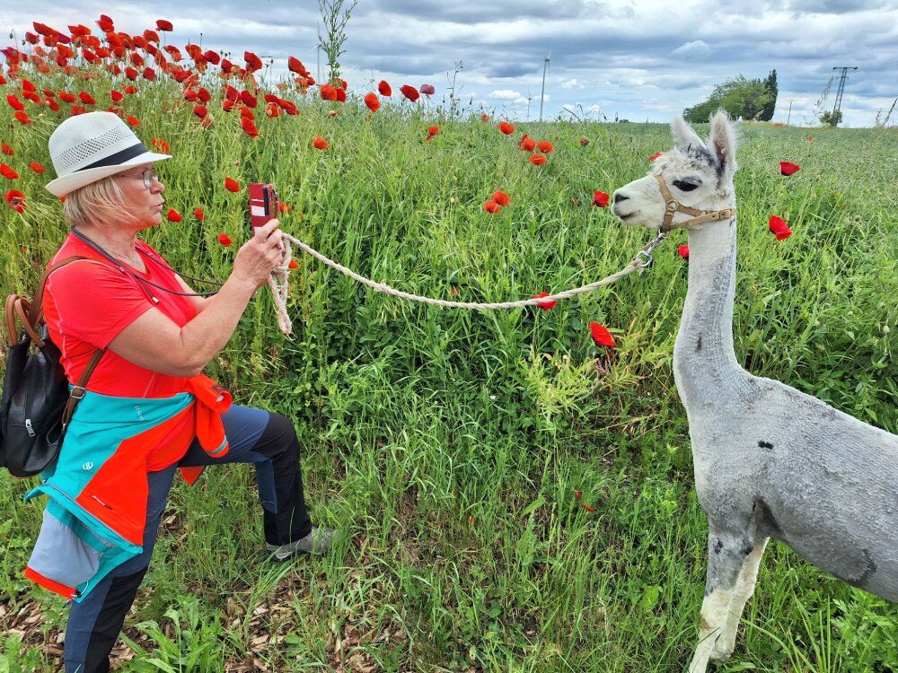Wanderung durch ein Mohnblumenfeld