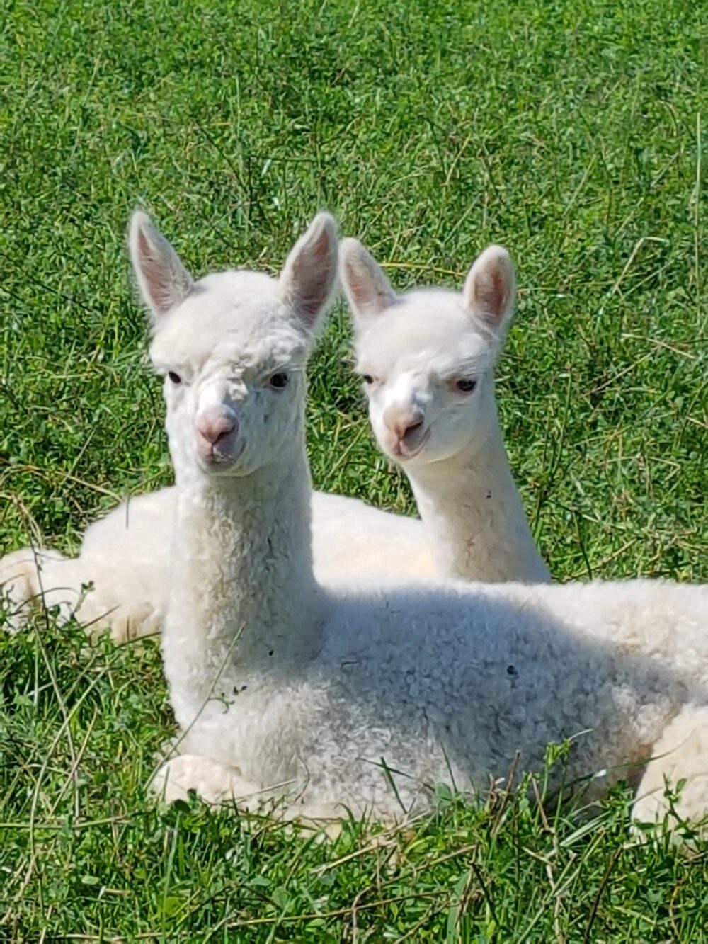 Tierpatenschaft
