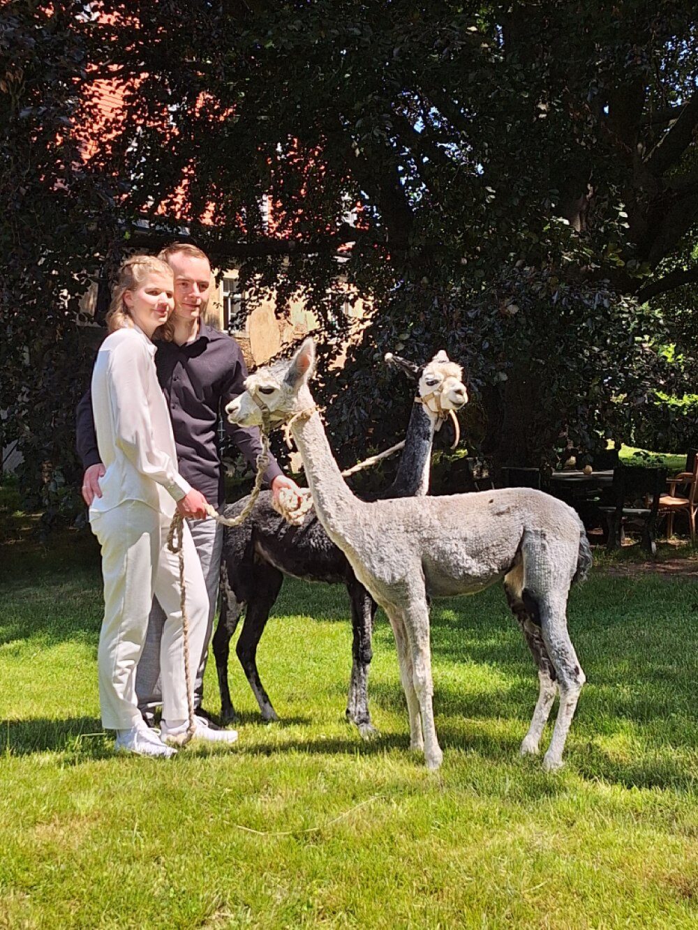 Josie & Jan mit der Alpakaherde auf der Blumenwiese