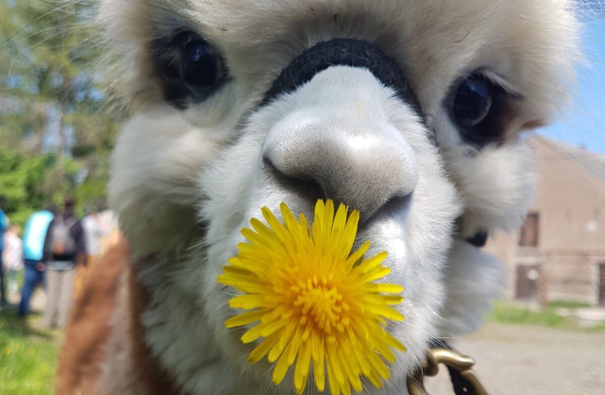 Alpaka mit Löwenzahnblüte an der Nase