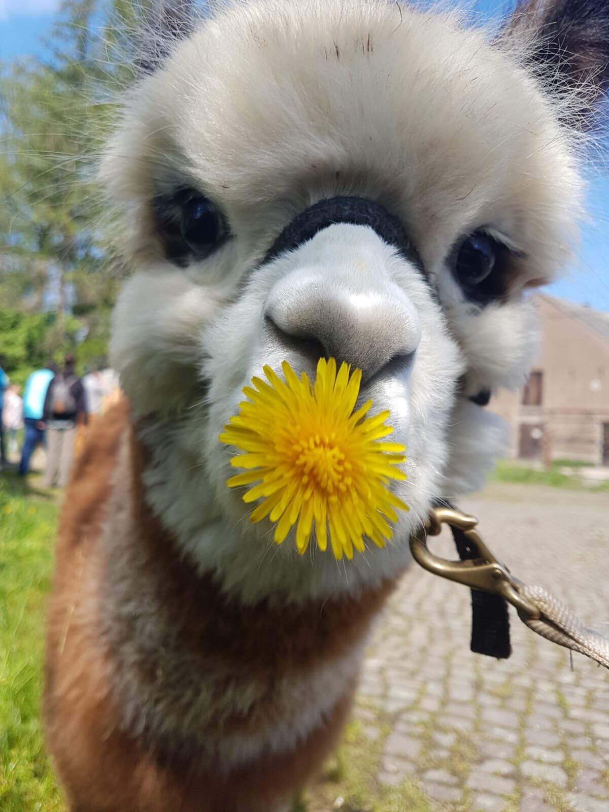 Alpaka mit Löwenzahnblüte an der Nase