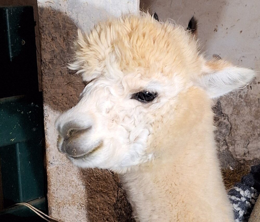 Zauberland Adriano