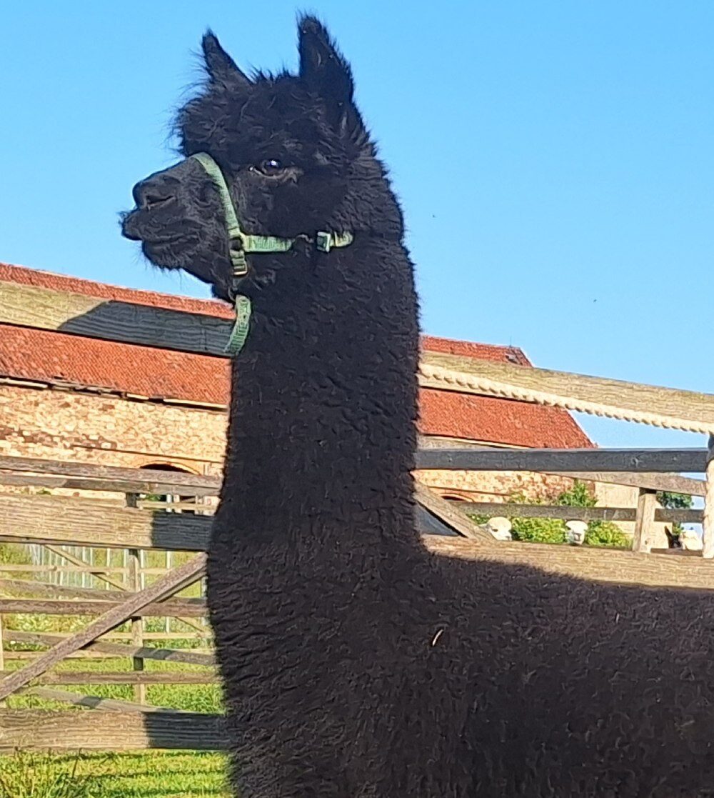 Zauberland Black Beauty