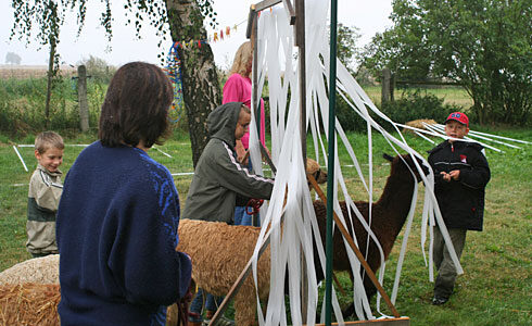 Kinder mit Alpakas beim Hindernisparcours – Fransentor, Remsa 2007