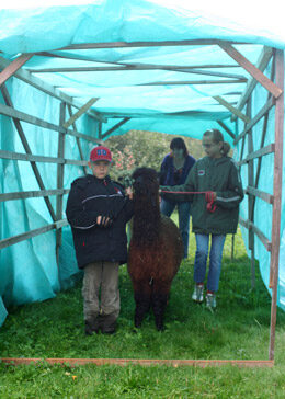 Kinder mit Alpakas beim Hindernisparcours – Tunnel, Remsa 2007